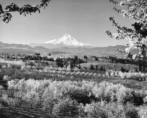 3732 Mt Hood Hood River Valley Orchards