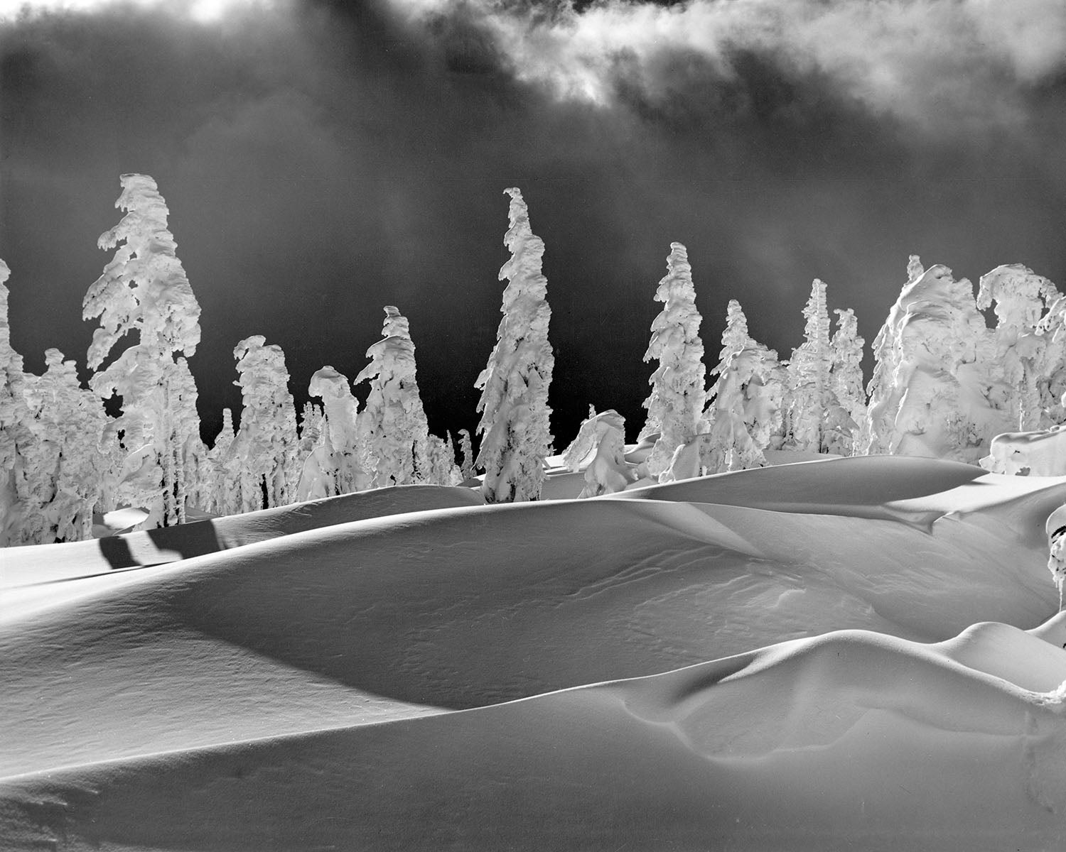Timberline Sentinels – The Ray Atkeson Image Archive