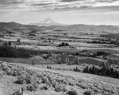 6971 Mt Hood Hood River Valley Blossom Time