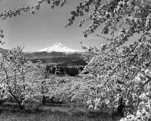 7350 Mt Hood framed by Cherry Blossoms Hood River Valley