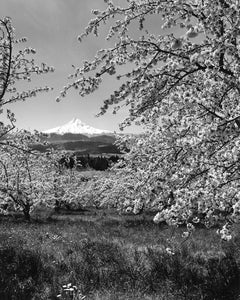 7353C Mt Hood framed by Cherry Blossoms Hood River Valley
