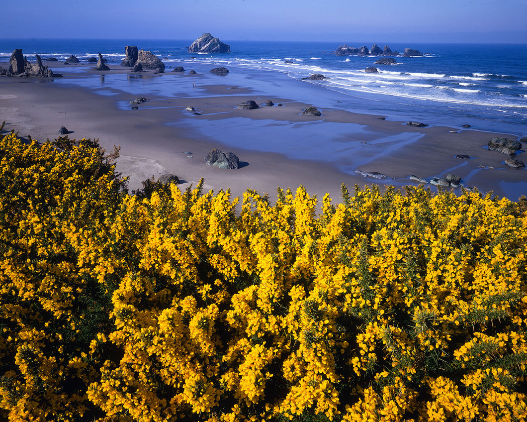 OC17 Bandon Beach State Park 1243