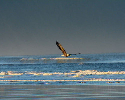 OC65 Bald Eagle Gearhart Beach 2536