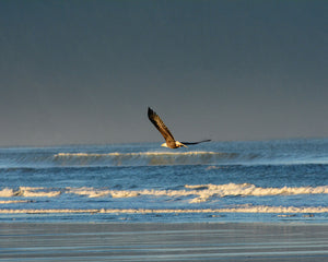 OC65 Bald Eagle Gearhart Beach 2536