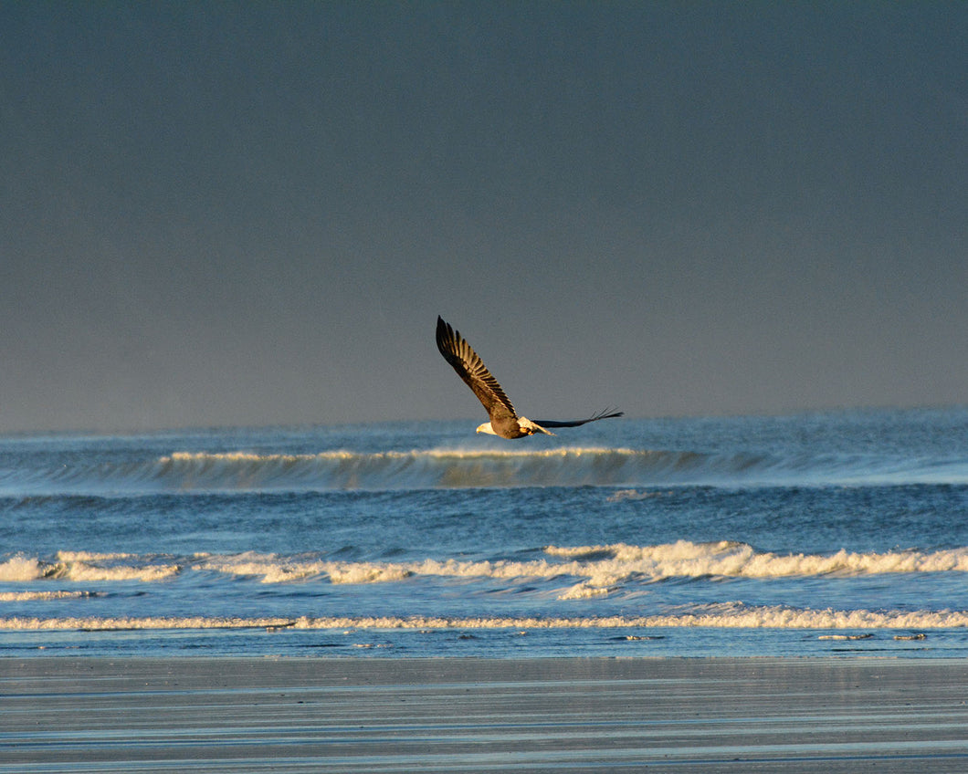 OC65 Bald Eagle Gearhart Beach 2536