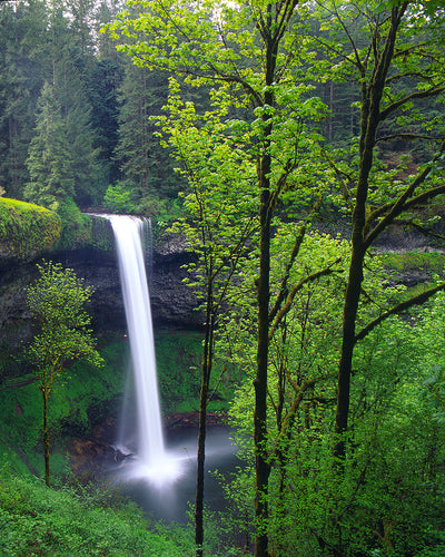 OR15 Silver Falls State Park 0244