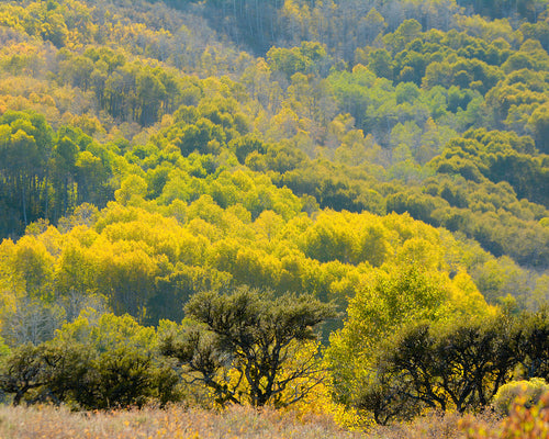OR18 Aspen Steens Mountain Scenic Byway 9313