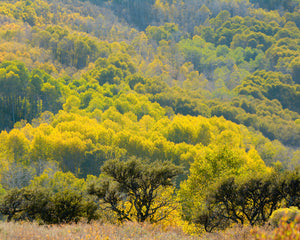 OR18 Aspen Steens Mountain Scenic Byway 9313