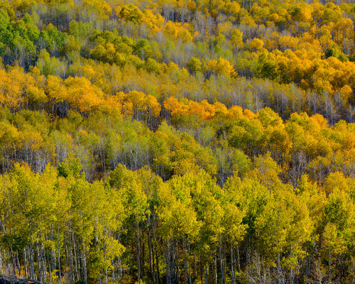OR18 Aspen Steens Mountain Scenic Byway 9319