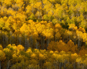OR18 Aspen Steens Mountain Scenic Byway 9480