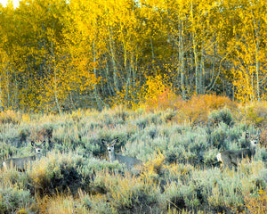 OR18 Mule deer Steens Mountain Scenic Byway 9425