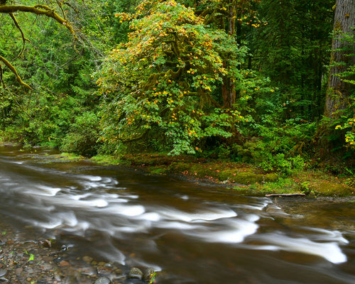 OR20 Eagle Creek 1300