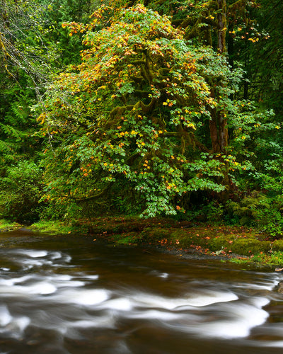 OR20 Eagle Creek 1301