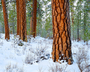 OR28 Ponderosa pines Deschutes National Forest 8661