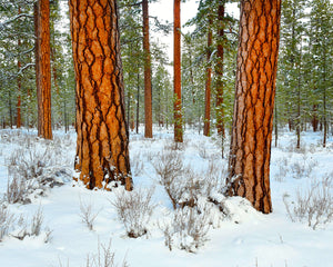 OR28 Ponderosa pines Deschutes National Forest 8664
