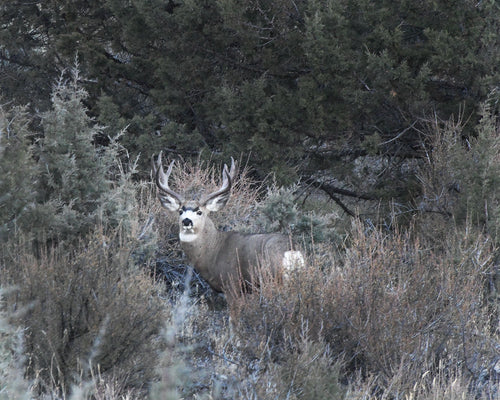 OR32 Black Tail Buck Deschutes County7694