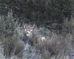 OR32 Black Tail Buck Deschutes County7694