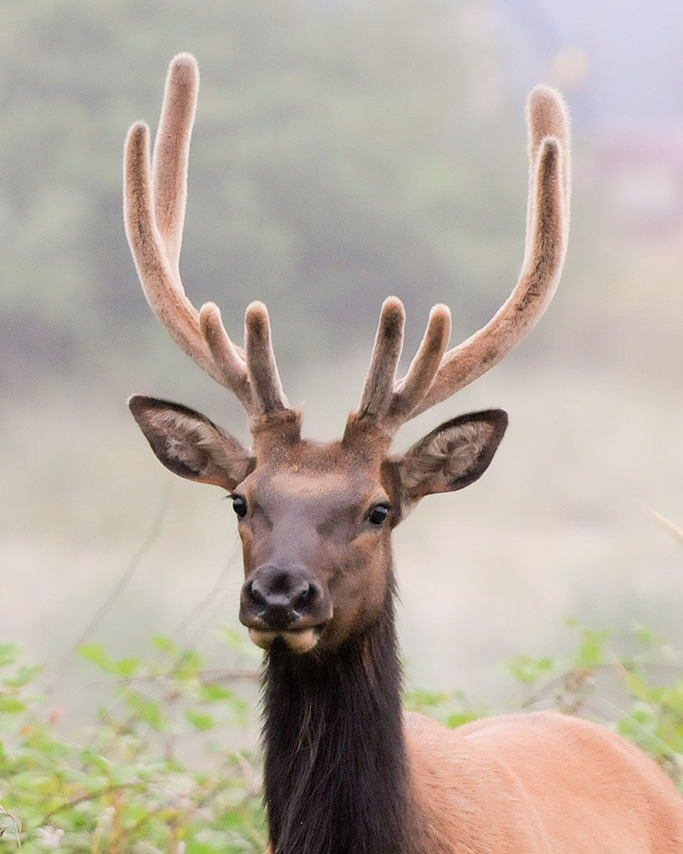 OR32 Roosevelt Elk Ecola Herd 9517