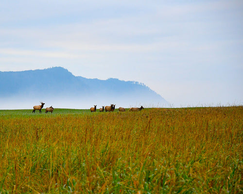 OR32 Roosevelt Elk Tillamook Head 1307