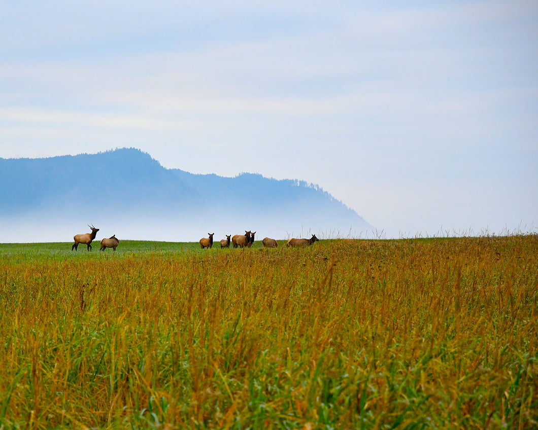 OR32 Roosevelt Elk Tillamook Head 1307