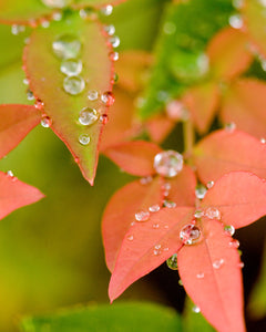 OR33 Raindrops on blueberry leaves 6640