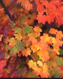 OR34 Vine Maple 0022