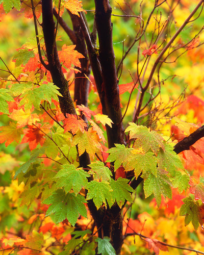 OR34 Vine Maple Mt Jefferson Wilderness 0003
