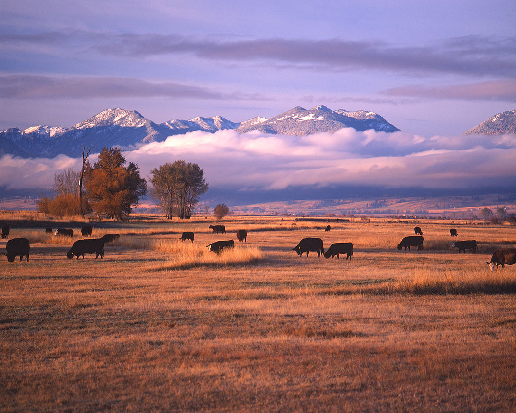 OR40 Baker Valley Elkhorn Range 8000