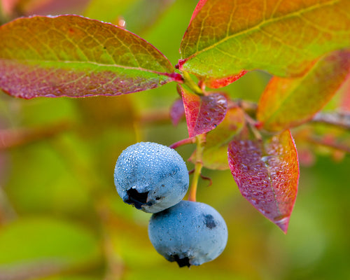 OR40 Blueberries 8068
