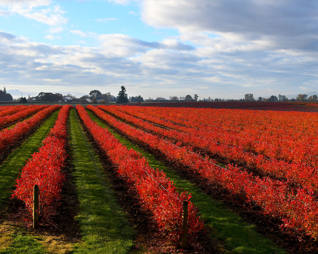 OR40 Blueberry Fields 7590