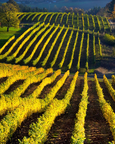 OR40 David Hill Winery 0093