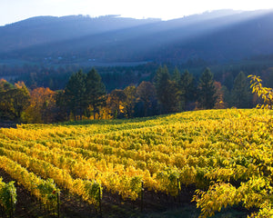 OR40 David Hill Winery 0109