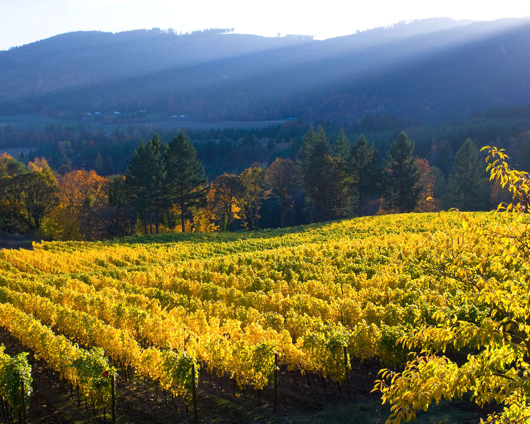 OR40 David Hill Winery 0109