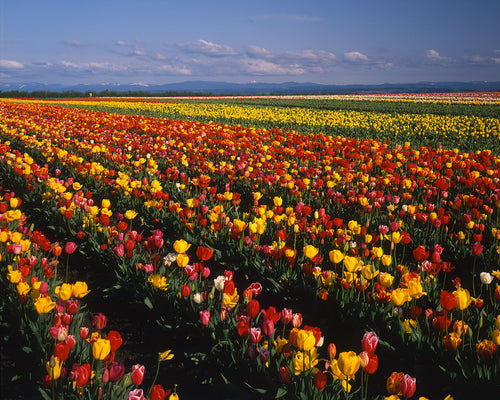 OR40 Iversons Tulips 0714