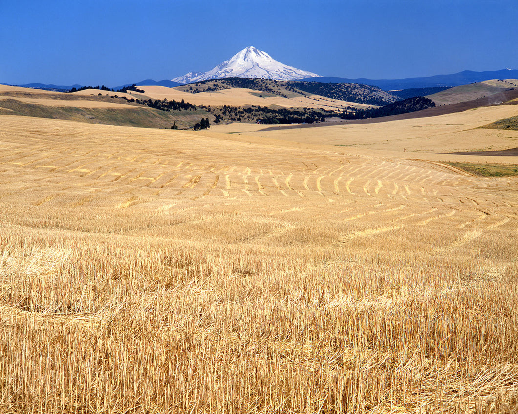 OR40 Mt Hood from Dufur wheat fields 0073