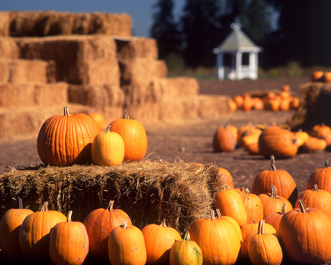 OR40 Pumkins 1077