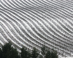 OR40 Snowy Willamette Valley Vineyards 0037