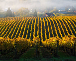 OR40 Sokol Blosser vineyard 0058