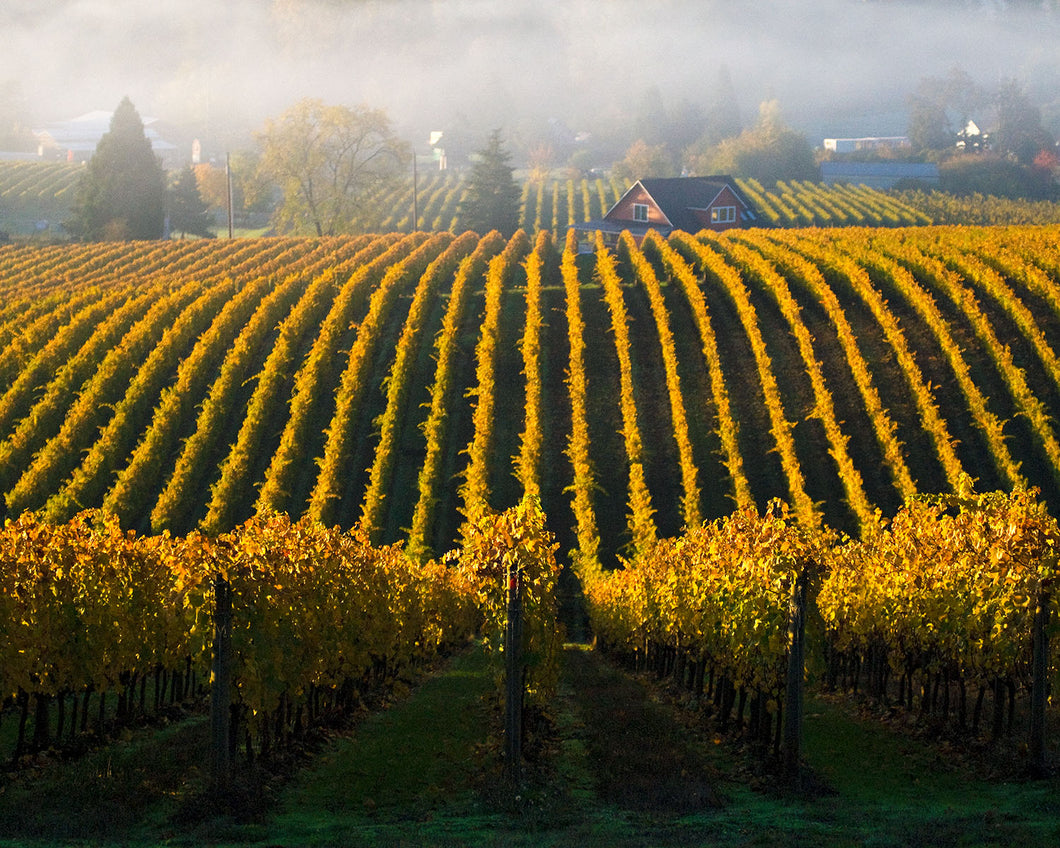 OR40 Sokol Blosser vineyard 0058