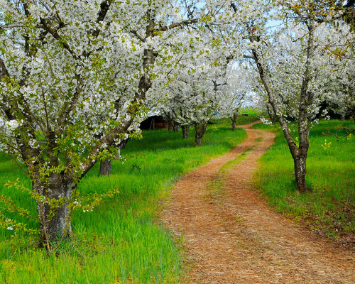 OR40 Spring Orchard 3069