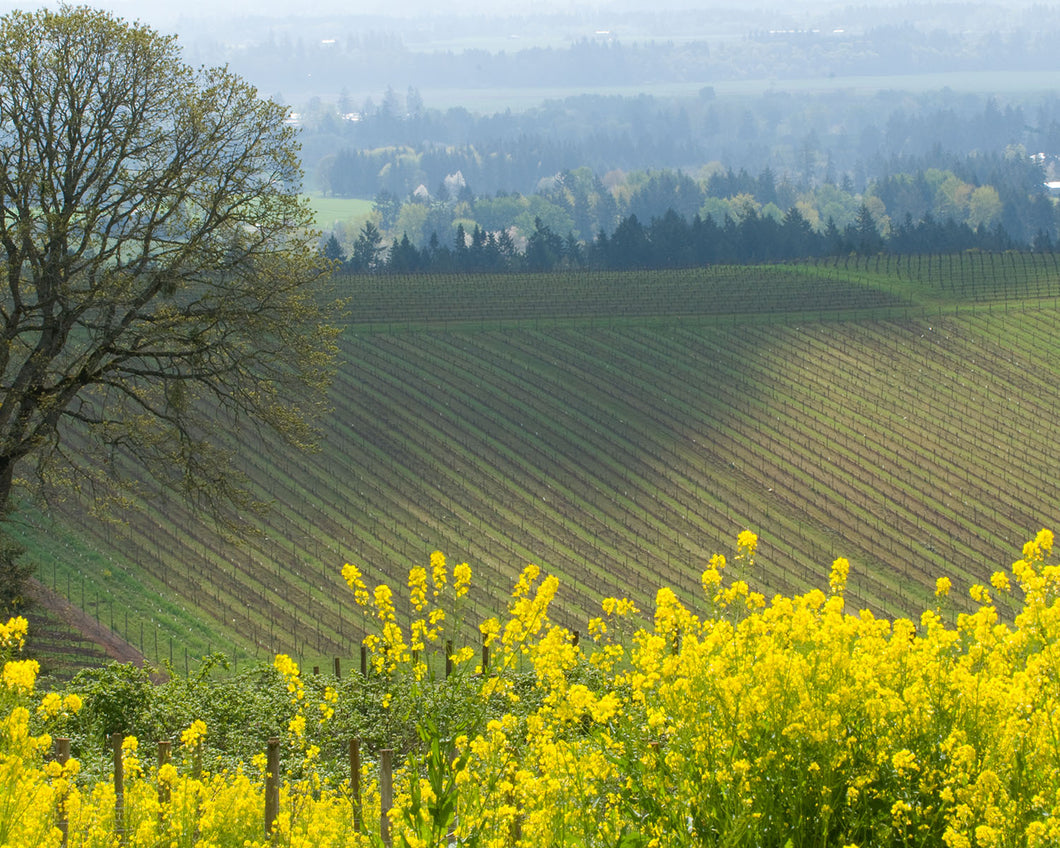 OR40 Vineyard Washington County 3057