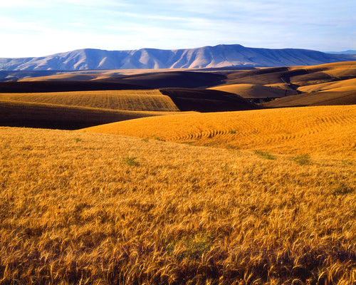 OR40 Wheat in Wasco County 0033