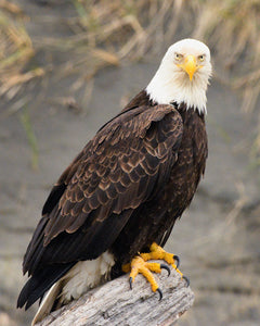 WA32 American Bald Eagle 5990